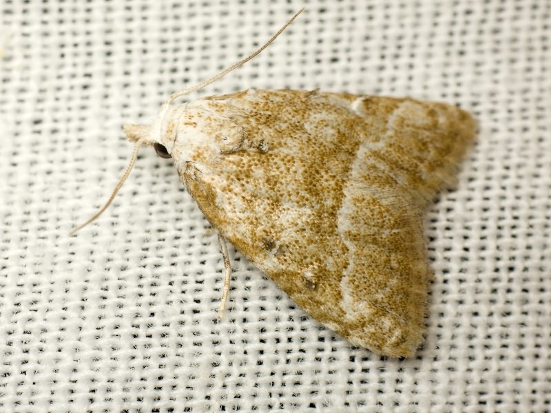 Nola aerugula (Hübner, 1793)